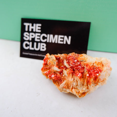 The Specimen Club Subscription - Crystal & Stone