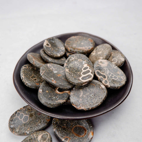 Fossil Jasper Worry Stone